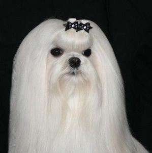 Meet your Posher, Paula